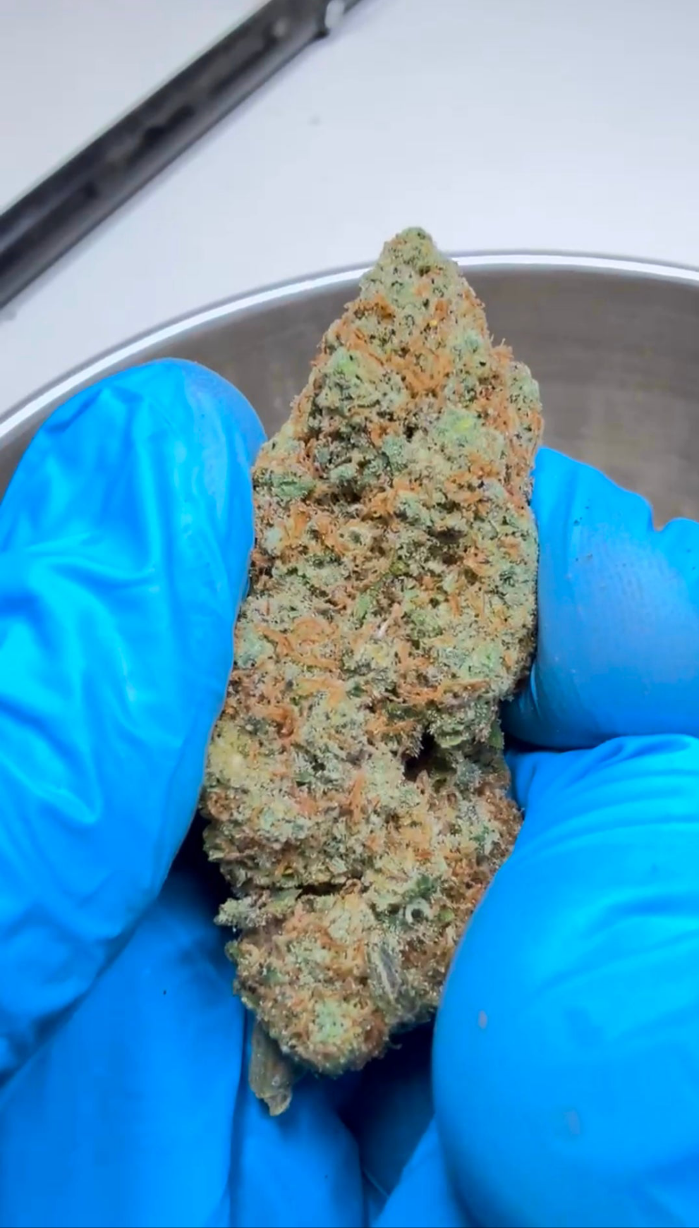 Blueberry Muffin | Indoor
