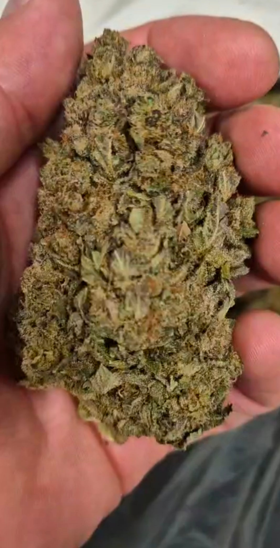 Plutonium | Indoor