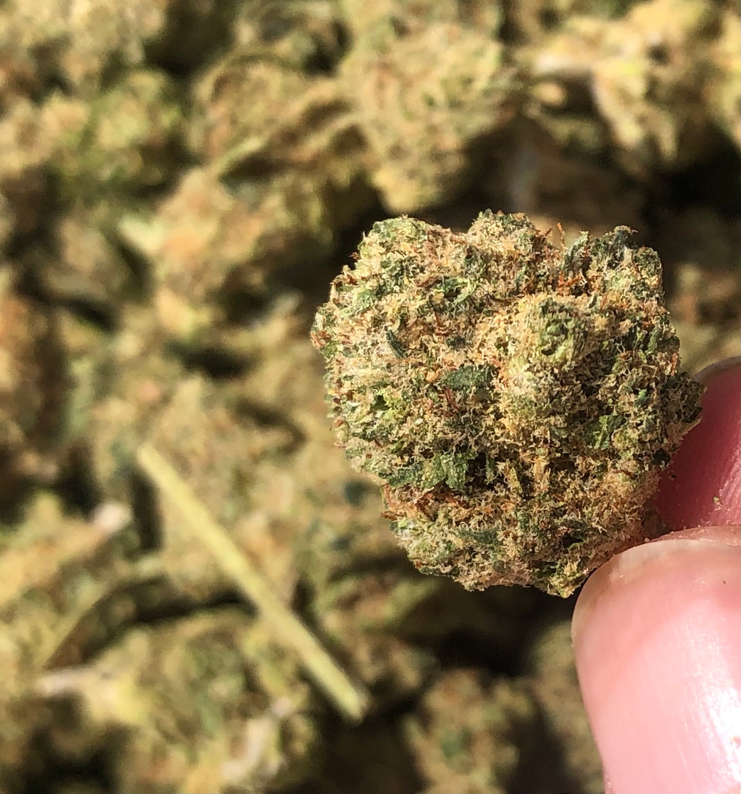Kush HYDROPONIQUE / small bud