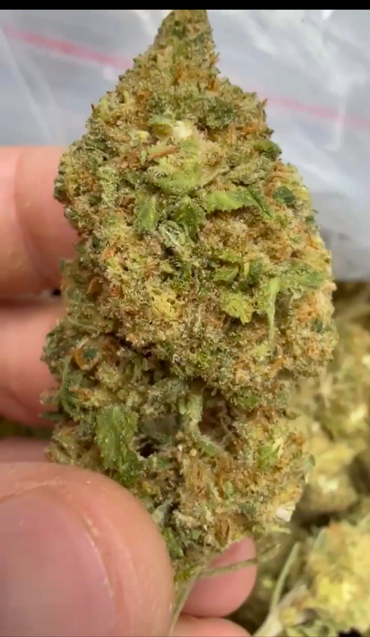 Harlequin| Indoor