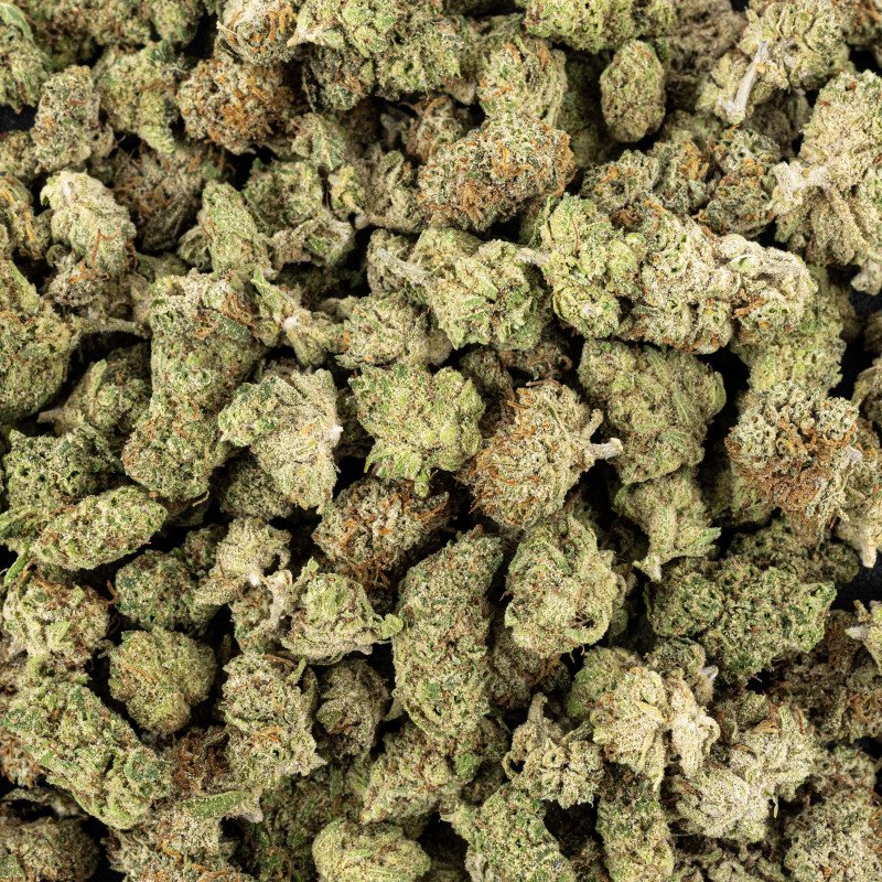 Critical X Amnesia 2.0 / Small bud indoor