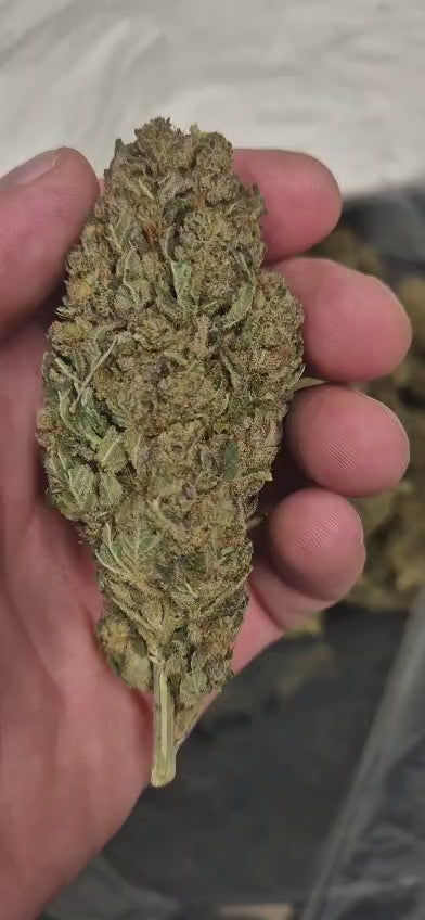 Plutonium | Indoor