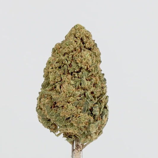 Skywalker / INDOOR BIO FR