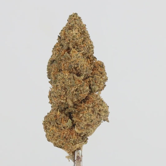 Blue Dream / INDOOR BIO FR
